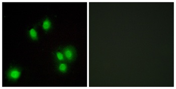 GADD 45γ rabbit pAb Antibody