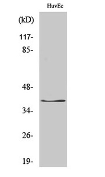 Gads rabbit pAb Antibody