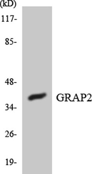 Gads rabbit pAb Antibody