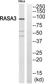 GAP1-InsP4 BP rabbit pAb Antibody