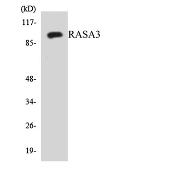 GAP1-InsP4 BP rabbit pAb Antibody