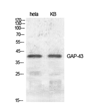 GAP-43 rabbit pAb Antibody