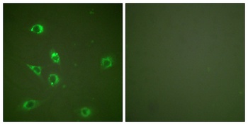 GCG rabbit pAb Antibody