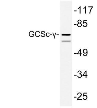 GCSc-γ rabbit pAb Antibody