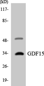 GDF-15 rabbit pAb