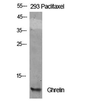 Ghrelin rabbit pAb Antibody