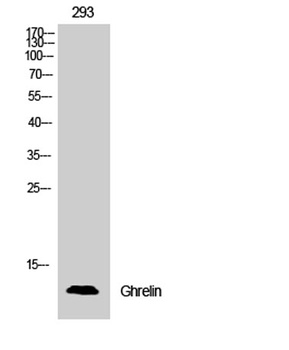 Ghrelin rabbit pAb Antibody