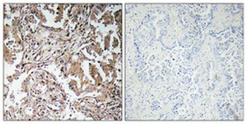Ghrelin rabbit pAb Antibody
