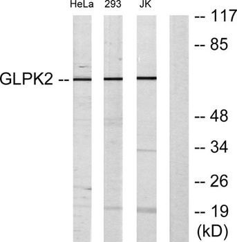 GK2 rabbit pAb Antibody