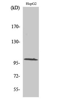GLK rabbit pAb Antibody