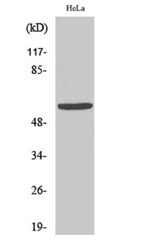 GM2/GD2 synthase rabbit pAb Antibody