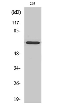 GNL3L rabbit pAb Antibody