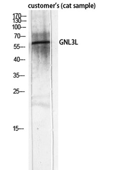 GNL3L rabbit pAb Antibody
