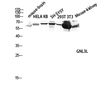 GNL3L rabbit pAb Antibody