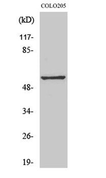 GPR176 rabbit pAb Antibody