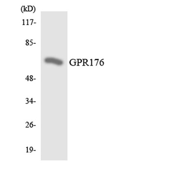 GPR176 rabbit pAb Antibody