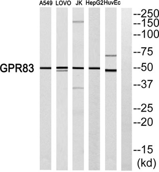 GPR83 rabbit pAb Antibody