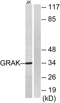 Granzyme K rabbit pAb Antibody
