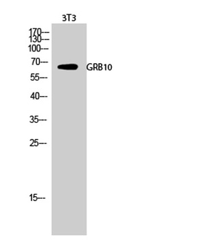 GRB10 rabbit pAb Antibody