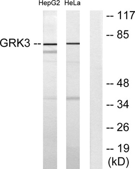 GRK 3 rabbit pAb Antibody
