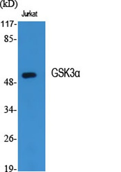GSK3α rabbit pAb Antibody