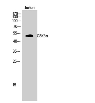 GSK3α rabbit pAb Antibody