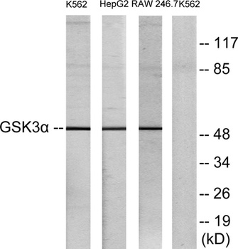 GSK3α rabbit pAb Antibody