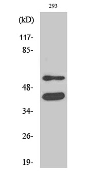 GSK3α/β rabbit pAb Antibody