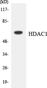HDAC1 rabbit pAb Antibody