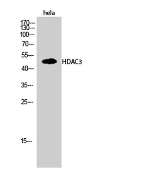 HDAC3 rabbit pAb Antibody