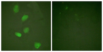 HDAC3 rabbit pAb Antibody