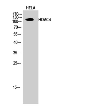 HDAC4 rabbit pAb Antibody