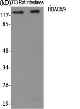 HDAC5/9 rabbit pAb Antibody