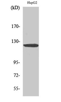 HDAC5/9 rabbit pAb Antibody