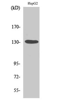 HDAC6 rabbit pAb Antibody