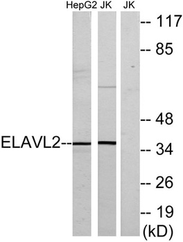 Hel-N1 rabbit pAb Antibody