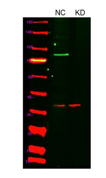 HIF-1α rabbit pAb Antibody