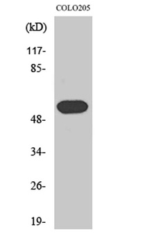 Histamine H1 Receptor rabbit pAb Antibody