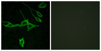 Histamine H1 Receptor rabbit pAb Antibody