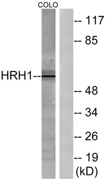 Histamine H1 Receptor rabbit pAb Antibody