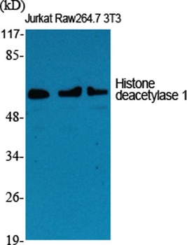 Histone deacetylase 1 rabbit pAb Antibody