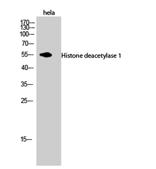Histone deacetylase 1 rabbit pAb Antibody