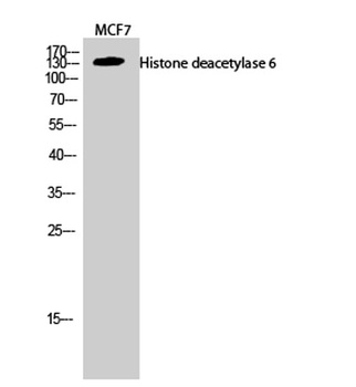 Histone deacetylase 6 rabbit pAb Antibody