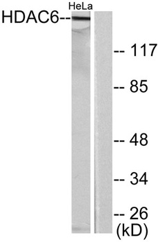 Histone deacetylase 6 rabbit pAb Antibody
