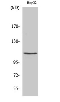 Histone deacetylase 9 rabbit pAb Antibody