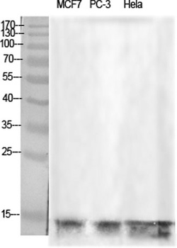 Histone H2B rabbit pAb Antibody