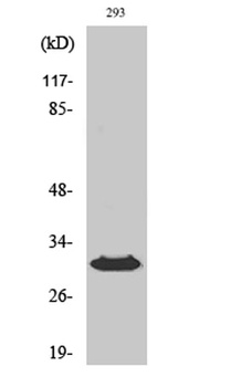 HLA-DOβ rabbit pAb Antibody