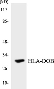 HLA-DOβ rabbit pAb Antibody
