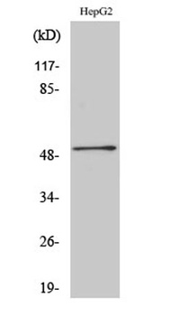 HNF-4α/γ rabbit pAb Antibody