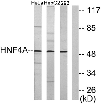 HNF-4α/γ rabbit pAb Antibody